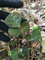 Desmodium rotundifolium