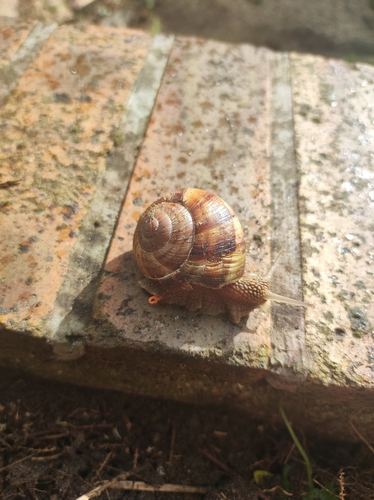 Turkish Snail