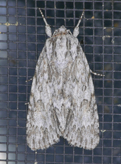 Acronicta longa