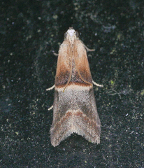 Acrobasis demotella
