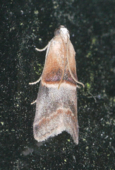 Acrobasis demotella