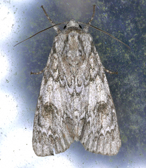 Acronicta rubricoma