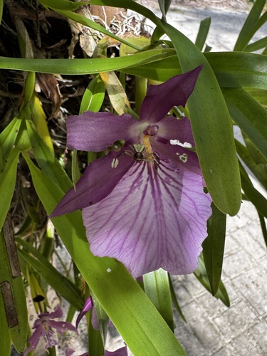 Miltonia moreliana