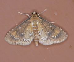 Niphograpta albiguttalis