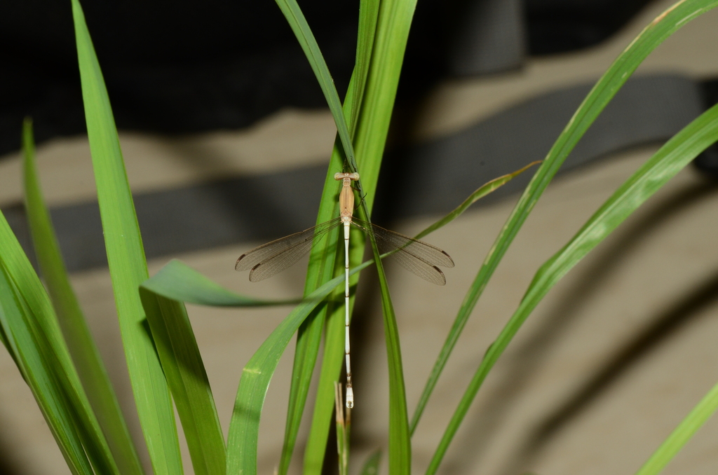 Lestes garoensis