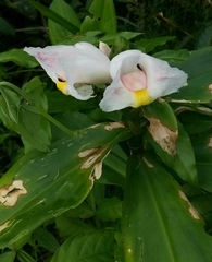 Costus arabicus
