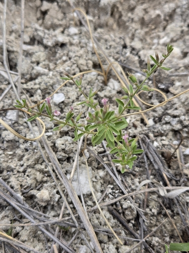 Drummond's false pennyroyal