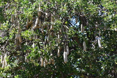 Kigelia africana africana