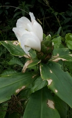 Costus arabicus