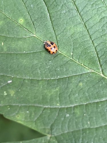 Asian Lady Beetle