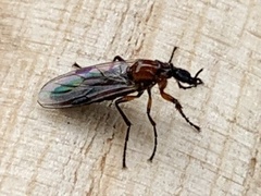 Dilophus strigilatus