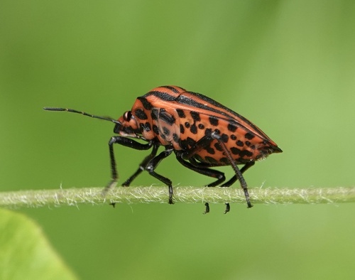 European Striped Shield Bug