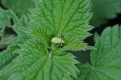 Polydrusus planifrons