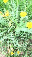 Taraxacum officinale