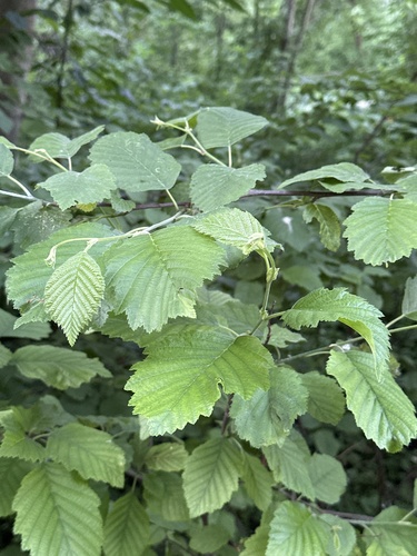 Наблюдение на iNaturalist