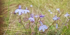 Lobelia flaccida