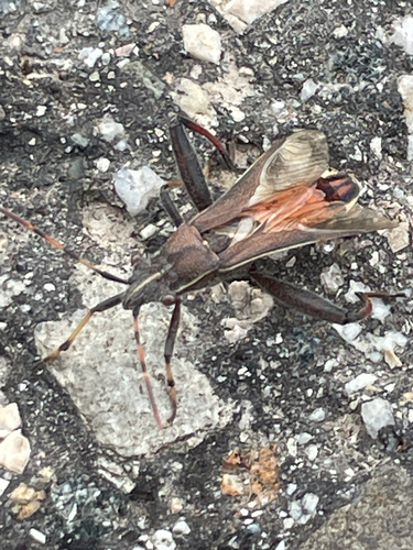 Camptopus lateralis