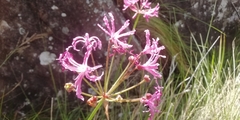 Nerine angustifolia