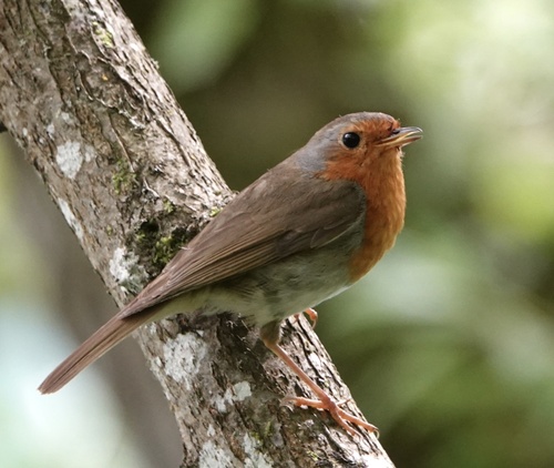 European Robin