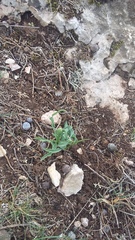 Takhtajaniantha crispa