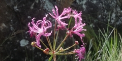 Nerine angustifolia