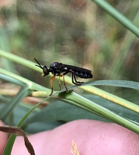 Dioctria longicornis