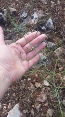 Asparagus verticillatus