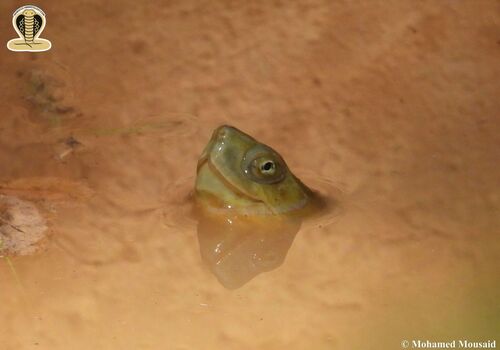 Saharan Pond Turtle