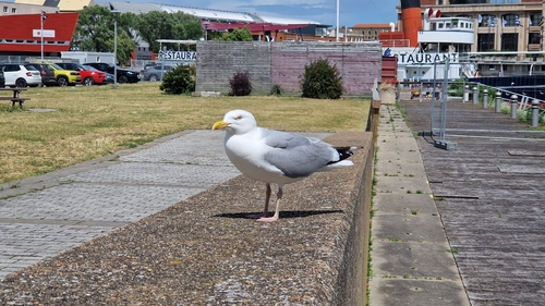 European Herring Gull