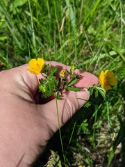 Potentilla thuringiaca, photograph (c) Марина Давлетшина, some rights reserved (CC BY)