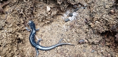 Plethodon meridianus