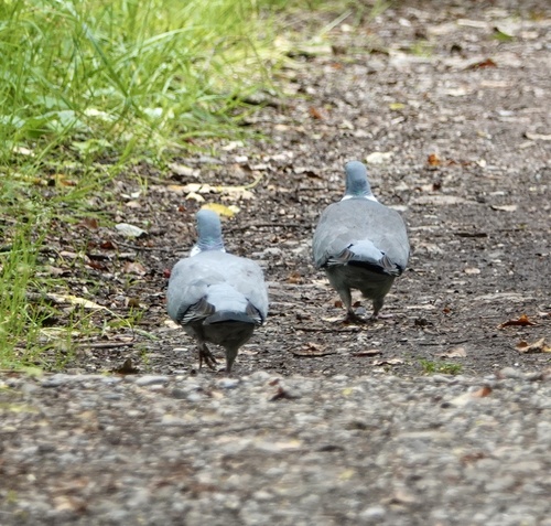 Common Wood-Pigeon