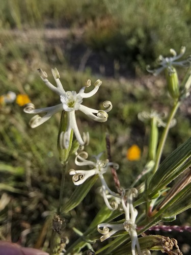 Silene vivianii