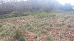 Asphodeline taurica