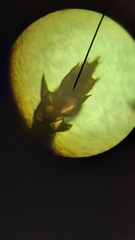 Ptychostomum pallens