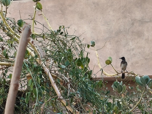 Common Bulbul