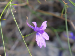 Delphinium consolida