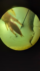 Ptychostomum pallens