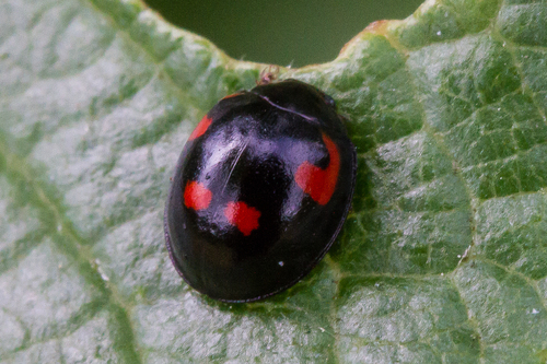 Pine Ladybird