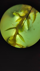 Ptychostomum pallens