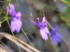 Delphinium consolida
