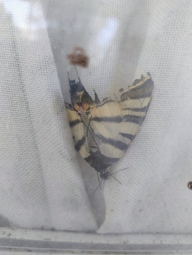 Scarce Swallowtail