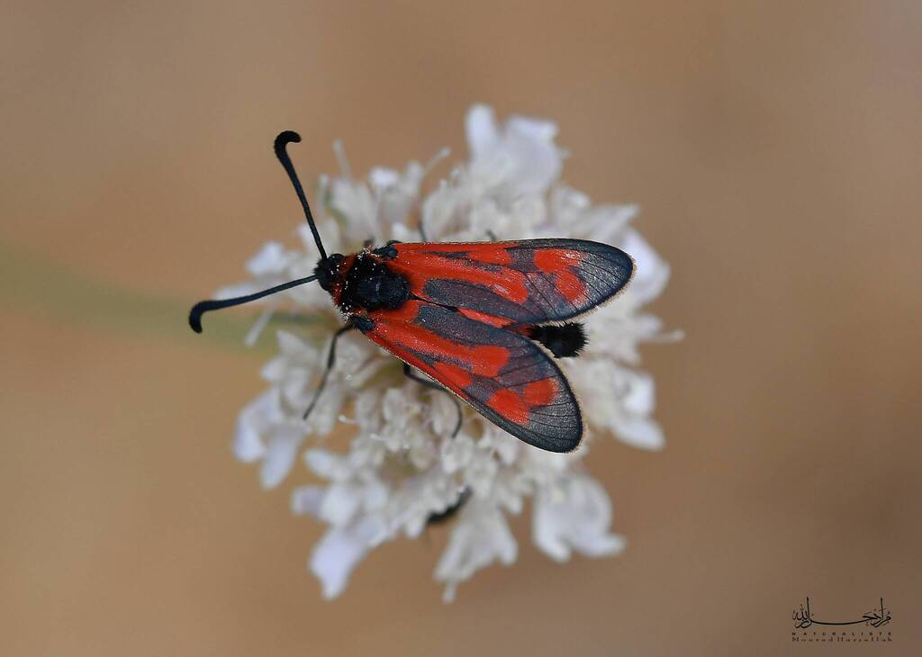 Zygaena loyselis