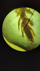 Ptychostomum pallens