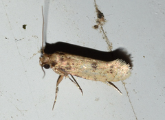 Cephitinea obscurostrigella