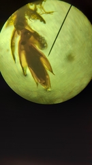 Ptychostomum pallens