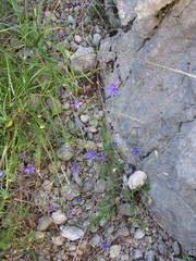 Delphinium consolida