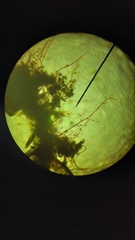 Ptychostomum pallens