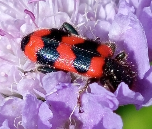 Bee-eating Beetle