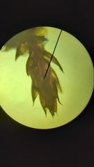 Ptychostomum pallens